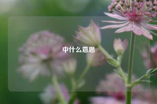 中什么意思