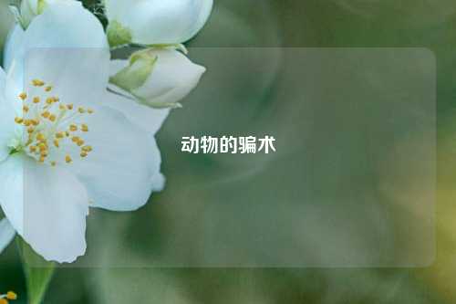 动物的骗术