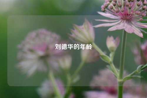 刘德华的年龄